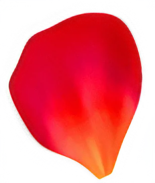 バラの花びら