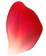 バラの花びら