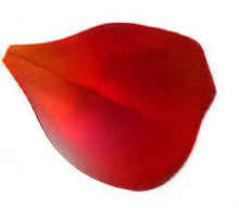 バラの花びら